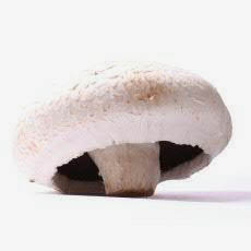 Picture of FLAT MUSHROOM EACH
