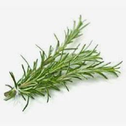 Picture of FRESH ROSEMARY