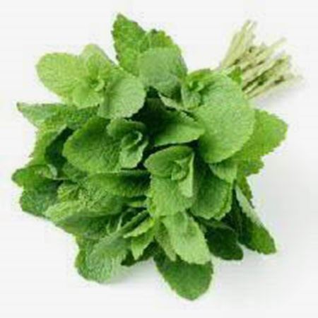 Picture of FRESH MINT 