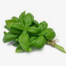 Picture of FRESH BASIL