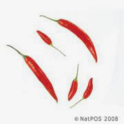Picture of CHILLI BIRDS EYE EACH