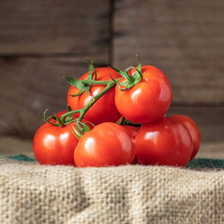 Picture of TRUSS VINE TOMATOES 