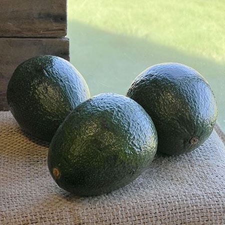 Picture of REED AVOCADO 