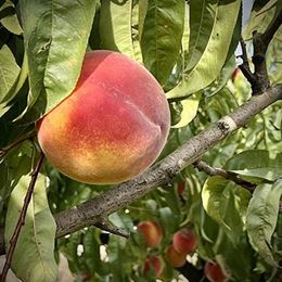 Picture of YELLOW PEACH EACH