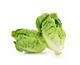 Picture of MIDI COS LETTUCE