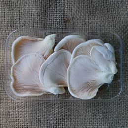 Picture of OYSTER MUSHROOMS 150G